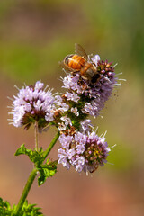 Sydney Australia, bee on purple mentha x piperita vulgaris or peppermint flower head © KarinD