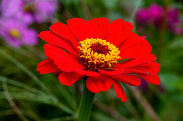 Sydney australia, red zinnia flower with yellow centre