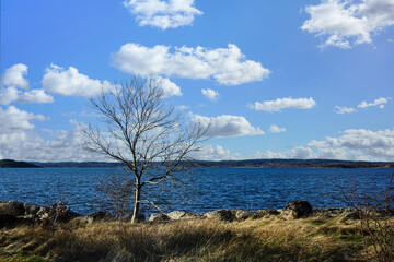 A lone, bare tree under a blue sky by the water.