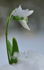 snowdrop flower in snow