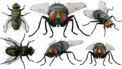 3d rendering a fly pose full set with camera close up include alpha. © FullFrames