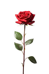 A single rose in bloom as a complementary element to the design project