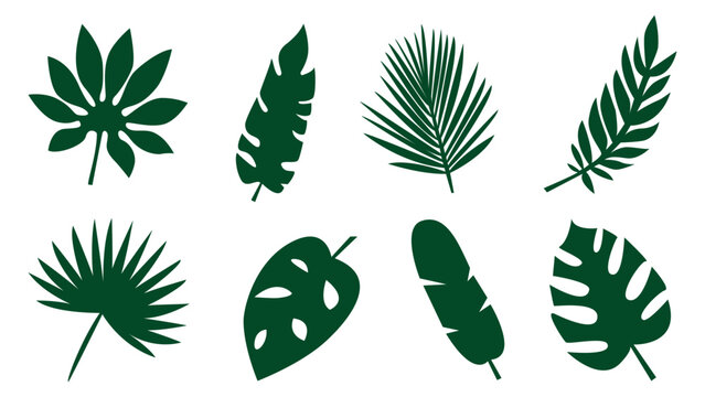 Fototapeta Collection of exotic palm leaves. Leaf icon set. Vector illustration