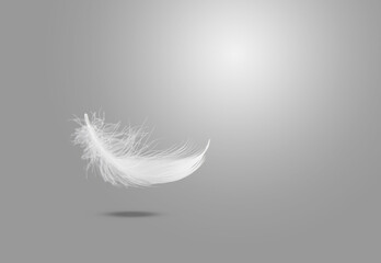Abstract Single White Bird Feather Falling in The Air. Freedom, Feather Softness, Floating White Feather.