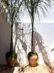 An outdoor shower between two palm trees and a white wall in summer