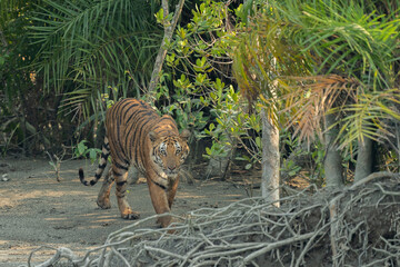 Fototapeta na wymiar Ttiger in the mangrove habitat of Sundarban staring