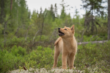 Young Finnish Spitz puppy is in the forest