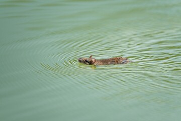 グリーンの水面をのんびり泳ぐ野ネズミ