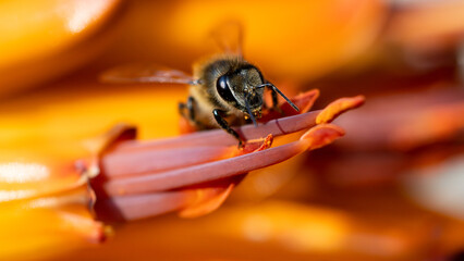Honey bee feeding on nectar from an aloe flower