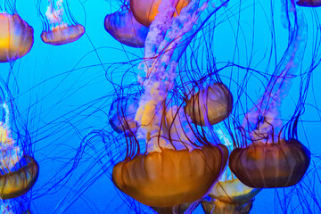 jelly fishes in the aquarium © benderphotoo