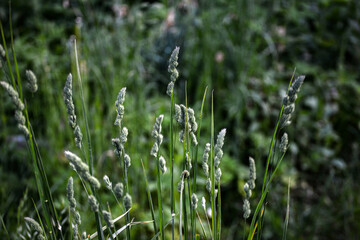 Valuable forage grass Dactylis glomerata grows in nature