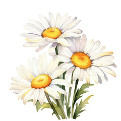 Obraz premium daisy