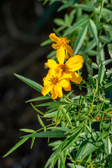 Lemmon's or mountain marigold bush (tagetes lemmonii) with yellow flowers

