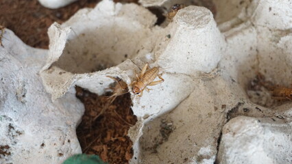 House cricket (Acheta domestica) on egg pack