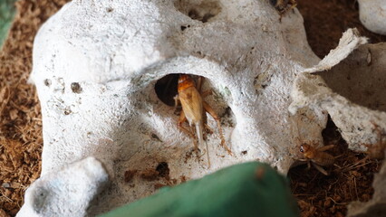 House cricket (Acheta domestica) on egg pack