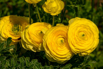 Close-up of a yellow buttercup flowers (possibly ranunculus asiaticus) in garden