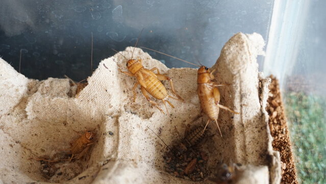 House cricket (Acheta domestica) on egg pack