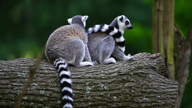 Video of Ring tailed lemur