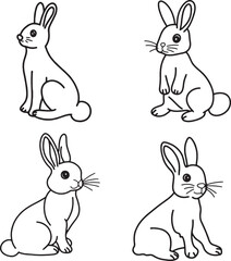 Rabbit bunny animal