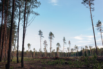 Fototapeta na wymiar The problem of deforestation. Cutting down trees, cutting down trees