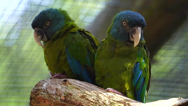 Video of Blue headed Macaw