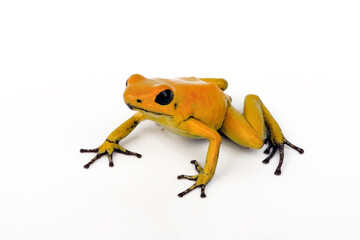 Golden poison frog // Schrecklicher Pfeilgiftfrosch (Phyllobates terribilis)