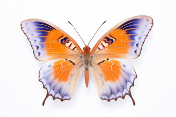 Exotic butterfly on white background. Illustration design, generative AI