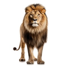 Fototapeta premium Lion in white background, AI generated Image