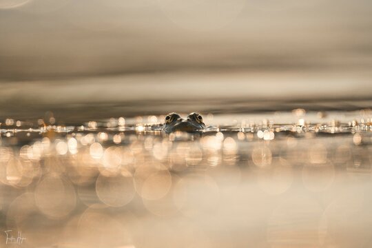 Grenouille 