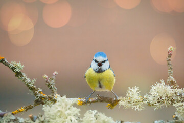 Le rockeur © Tristan