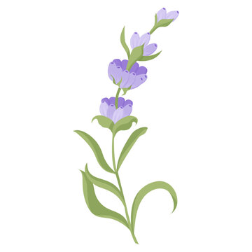 Lavender flower for your design. Vector illustration isolated on white background.