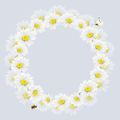 Camomile wreath hand-drawn on light-grey background. Watercolor floral illustration of delicate flowers, butterfly and bee isolated. Meadow wildflower scillfully painted for logo, postcards