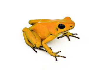 Schrecklicher Pfeilgiftfrosch // Golden poison frog (Phyllobates terribilis)