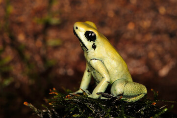 Schrecklicher Pfeilgiftfrosch // Golden poison frog (Phyllobates terribilis)