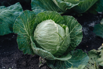 organic vegetables, cabbage growing, harvesting