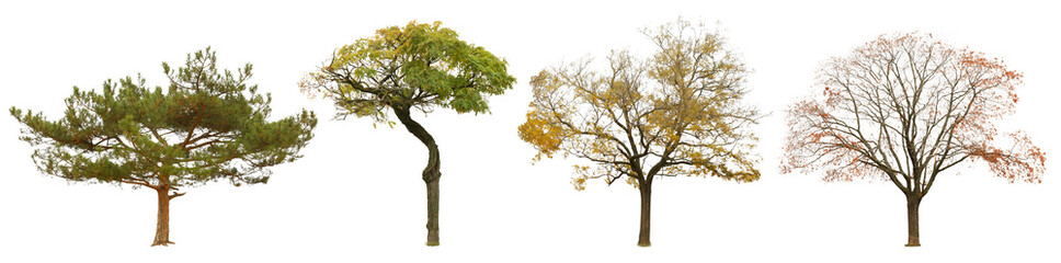 Set of trees isolated on white