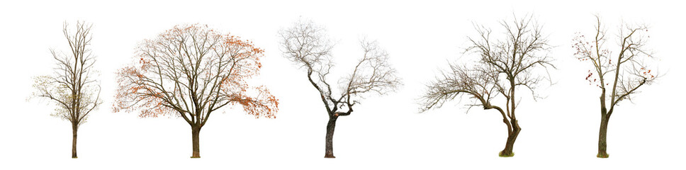 Set of bare trees isolated on white
