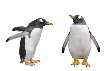 ペンギン（ジェンツーペンギン） - obrazy, fototapety, plakaty