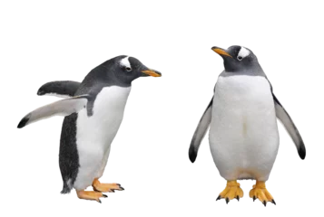 Fotobehang ペンギン（ジェンツーペンギン） © toshihiro emi