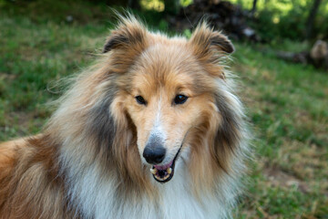 Scottish and Australian Shepherd pet dogs