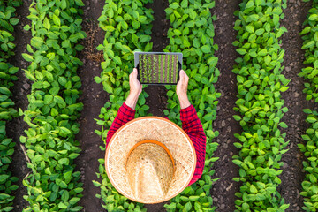 Top view of farmer standing in the field, holding remote controller and flying agricultural drone to monitor crops growth.