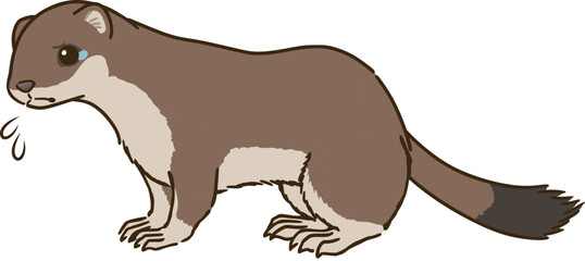 悲しむオコジョ（夏毛）