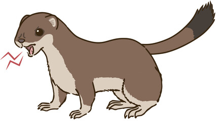 怒るオコジョ（夏毛）