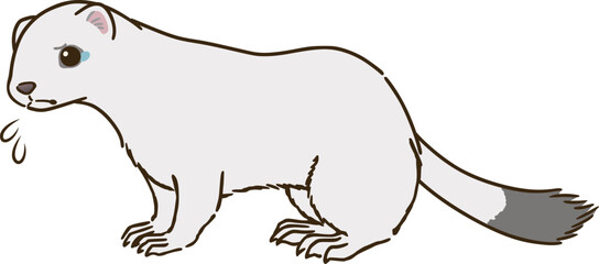 悲しむオコジョ（冬毛）