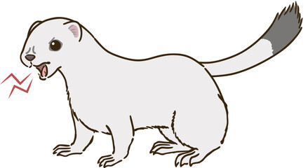 怒るオコジョ（冬毛）