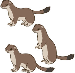 色々な姿勢のオコジョ（夏毛）