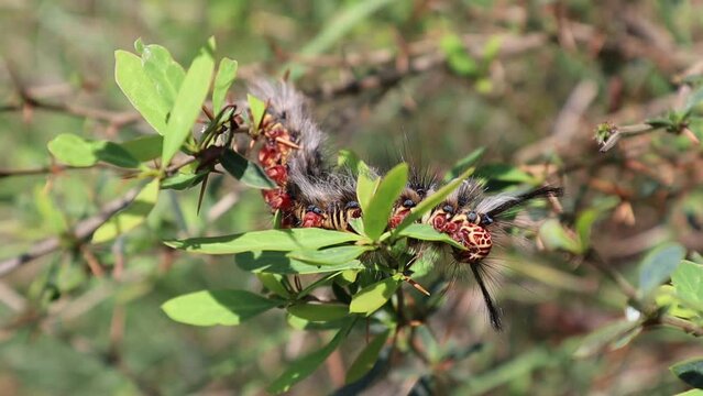 insect Caterpillar Rose myrtle lappet moth9(Trabala Vishnou) eating leaf of common barbary plant 1920x1080 mvi 