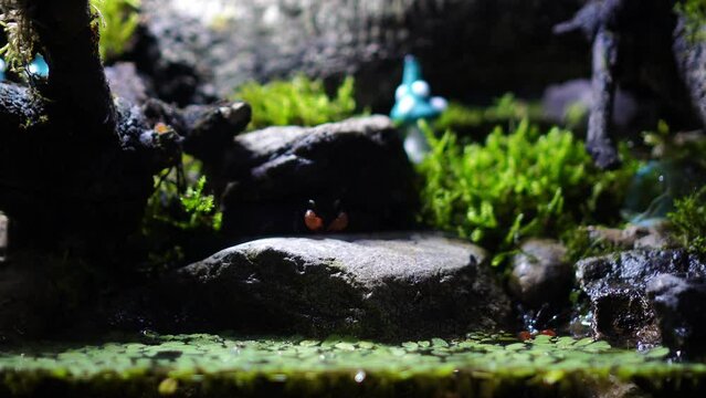 Red Devil, Vampire Crab, Geosesarma hagen, Paludarium