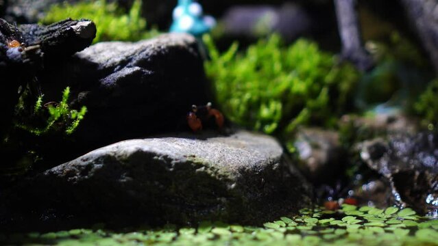 Red Devil, Vampire Crab, Geosesarma hagen, Paludarium