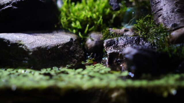 Red Devil, Vampire Crab, Geosesarma hagen, Paludarium